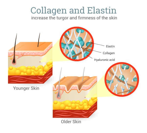 COLLAGEN-AND-elastin