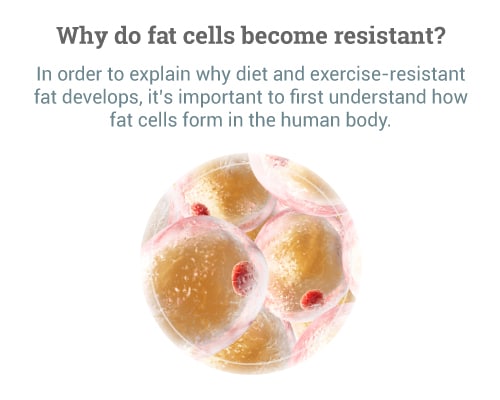 Why-do-fat-cells-become-resistant-